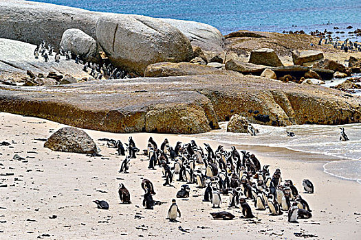 企鹅,黑脚企鹅,生物群,桌山国家公园,漂石,城镇,西海角,南非,非洲