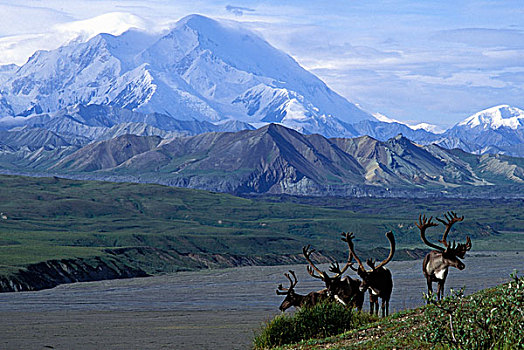 美国,阿拉斯加,德纳里峰国家公园,小,牧群,北美驯鹿,驯鹿属,麦金利山,早,秋天