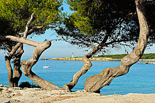 松树,海岸线,地中海,罗讷河口省,法国