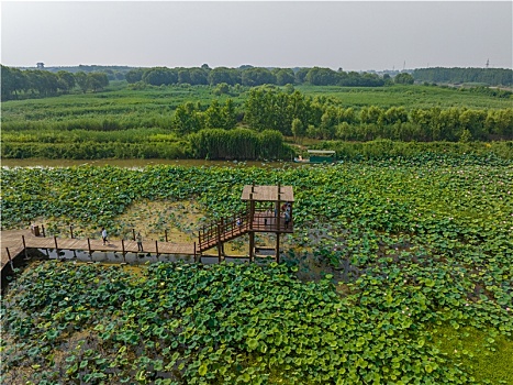 枣庄微山湖红荷湿地