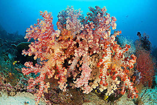 彩色,软珊瑚,装饰,礁石,四王群岛,印度尼西亚