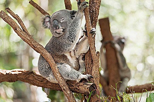 树袋熊,睡觉,树,孤单,松树,保护区,布里斯班,昆士兰,澳大利亚,大洋洲