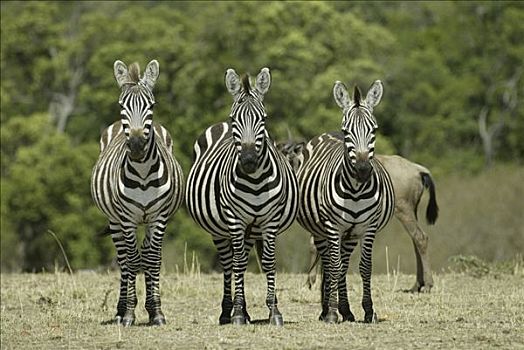 斑马,马,成年,马赛马拉,肯尼亚,非洲