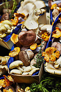 种类,蘑菇,木质,篮子,蓝色,纸