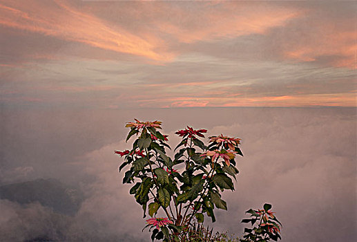 植物,上面,山,日落,云,仰视,印度南部,十二月,1999年