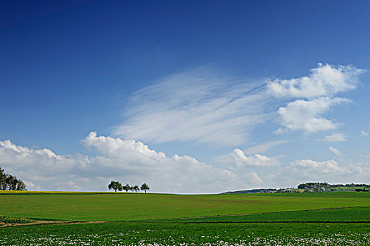 绿色,春景,树,云,巴登符腾堡,德国,欧洲