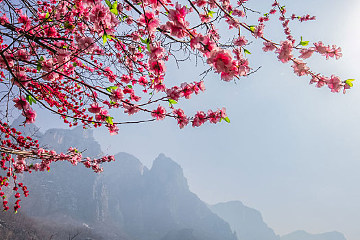 云台山桃花生态自然景观