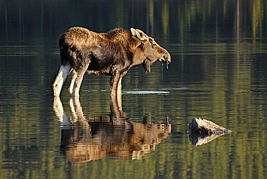驼鹿,雄性动物,玛琳湖,碧玉国家公园,艾伯塔省,加拿大