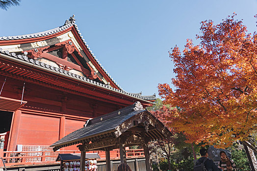 日本东京上野恩赐公园植物