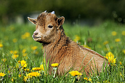 俾格米人,山羊,矮小,3个月大,年轻,花