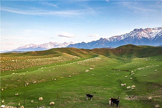 新疆牛羊