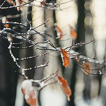 冬天,树林