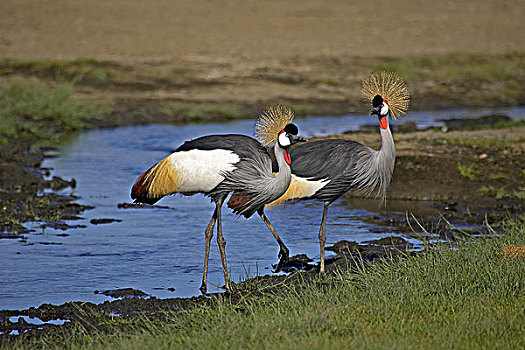 灰色,冠鹤,灰冠鹤,一对,站立,靠近,水,纳库鲁,公园,肯尼亚