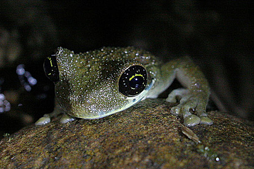 青蛙,上方,石头,树林,八月,2008年