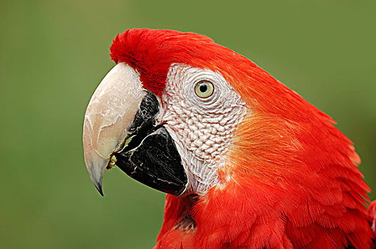 绯红金刚鹦鹉,头像,南美,北莱茵威斯特伐利亚,德国,欧洲