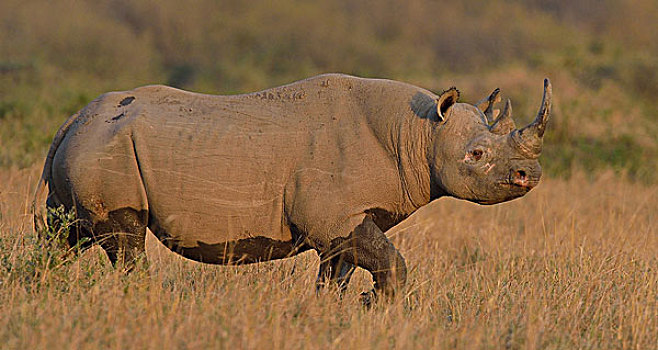 黑犀牛,三角形,马赛马拉国家保护区,肯尼亚,非洲