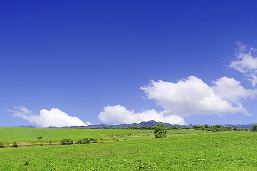 草地,蓝天