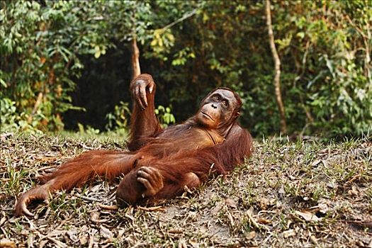 黑猩猩,檀中埠廷国立公园,中心,加里曼丹,婆罗洲,印度尼西亚,亚洲