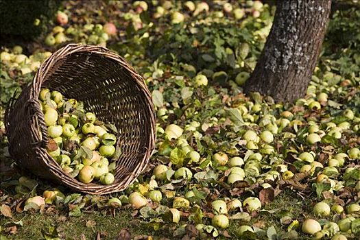 柳条篮,苹果树,秋天,苹果