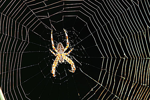 蜘蛛,金蛛科,上网,新斯科舍省,加拿大