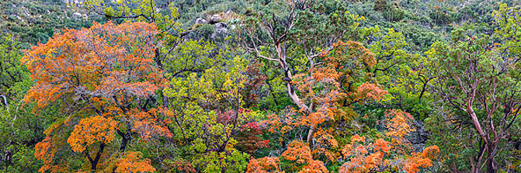 美国,德克萨斯,瓜达卢佩,山,国家公园,全景,合成效果,峡谷,画廊,大幅,尺寸