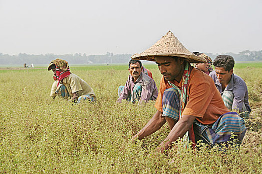 孟加拉,农民,丰收,分开,豌豆,地点,二月,豌豆汤,汤,干燥,局部
