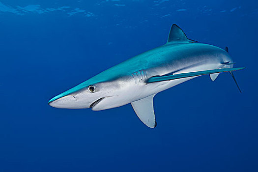 蓝鲨,亚速尔群岛,葡萄牙,欧洲