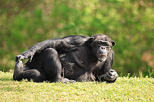 黑猩猩,成年,休息