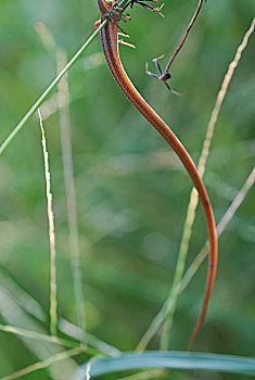 台湾草蜥的长尾巴