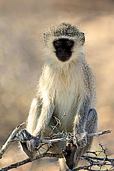 长尾黑颚猴,成年,坐,刺槐,克鲁格国家公园,南非,非洲