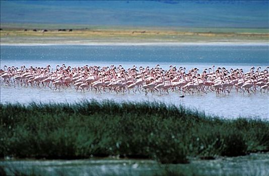 肯尼亚,火烈鸟,纳库鲁湖
