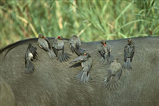 红嘴牛椋鸟,小,成群,背影,克鲁格国家公园,南非
