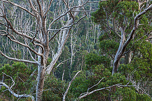 澳大利亚,哥斯高国家公园,风景,树