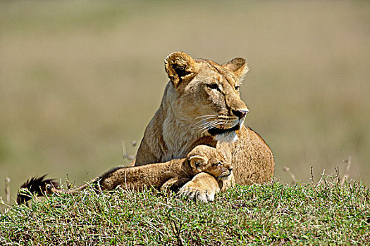 雌狮,幼兽,狮子,马塞马拉野生动物保护区,肯尼亚