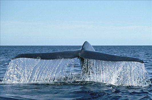 蓝鲸,尾部,科特兹海,北下加利福尼亚州,墨西哥