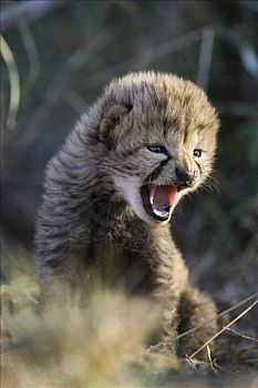 印度豹,猎豹,十四,白天,老,幼兽,玩耍,叫声,兄弟姐妹,鸟窝,马赛马拉,自然保护区,肯尼亚