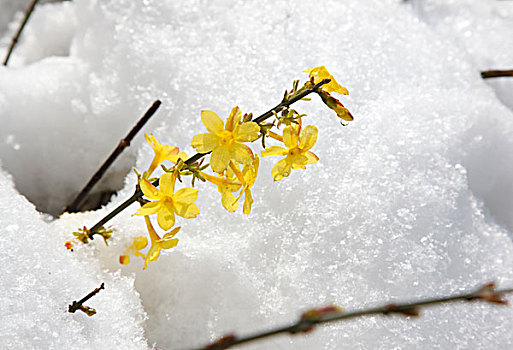 迎春花,雪