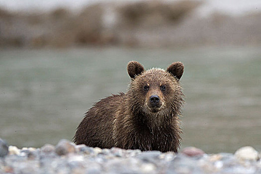 棕熊,小动物,堪察加半岛,俄罗斯,欧洲