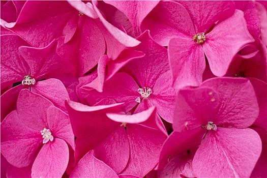 特写,盛开,粉色,八仙花属