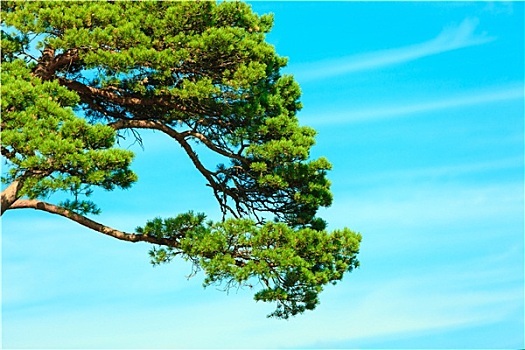 枝条,松树,蓝天