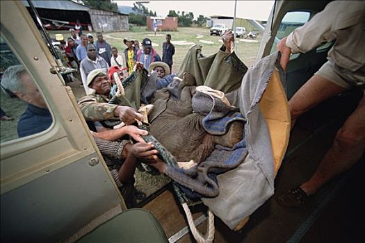 非洲象,孤儿,装载,小,飞机,旅游,东察沃国家公园,肯尼亚