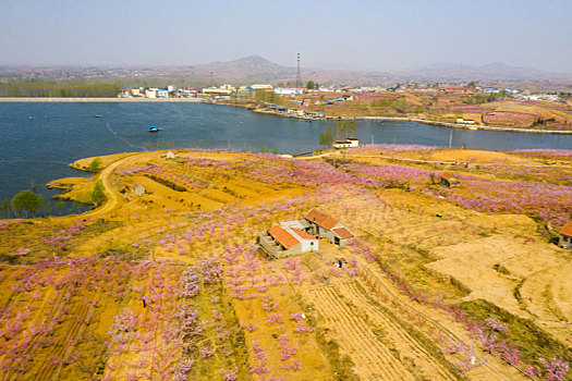 山东蒙阴乡村桃花