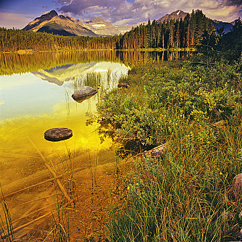 湖,树林,冰原大道,班芙国家公园,艾伯塔省,加拿大