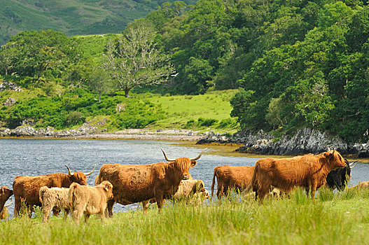 苏格兰,高原牛,英国,欧洲