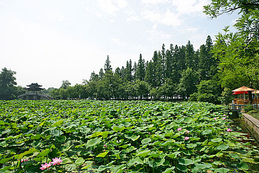 曲院风荷