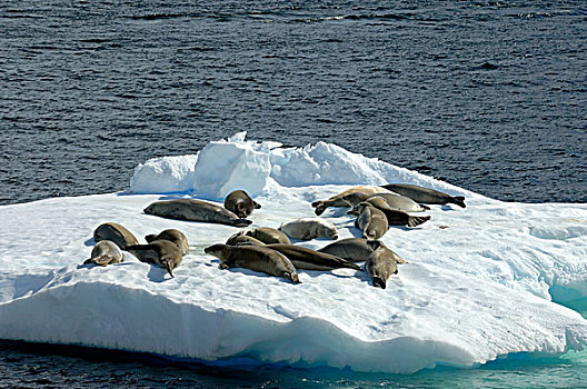 南极,南极半岛,雷麦瑞海峡,食蝦海豹,浮冰