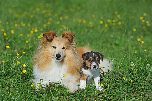 杰克罗素狗,三色,小狗,7星期大,喜乐蒂犬,母狗,坐,花,草地,奥地利,欧洲