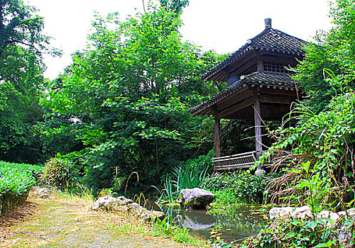 浙江杭州西湖风景区龙井问茶