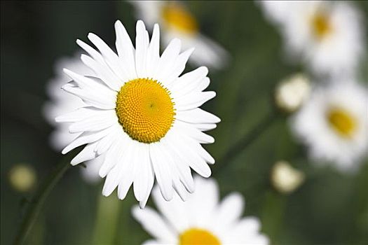 雏菊,春白菊,小雏菊,滨菊属,花