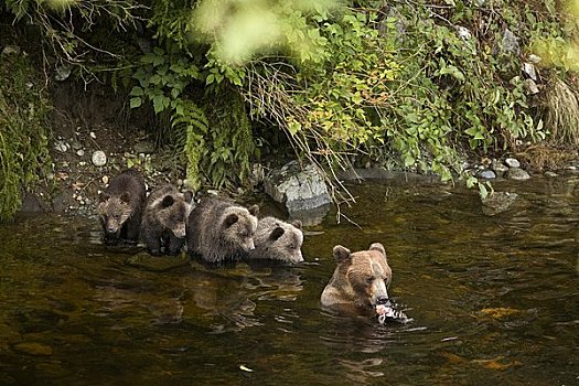 母兽,大灰熊,幼兽,捕鱼,河,不列颠哥伦比亚省,加拿大